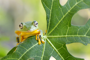 Look at camera on leaf