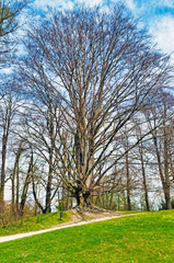 Obraz premium Trees in the Park