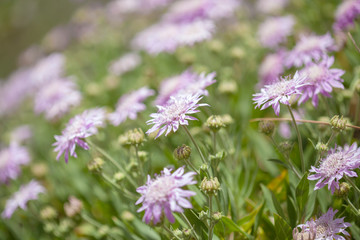 Flora of Gran Canaria - Pterocephalus dumetorum