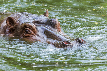 Ordinary hippopotamus in the water of the pool of the zoo aviary. The African herbivore aquatic mammals hippopotamus spends most of its time in the water of the nose and eyes