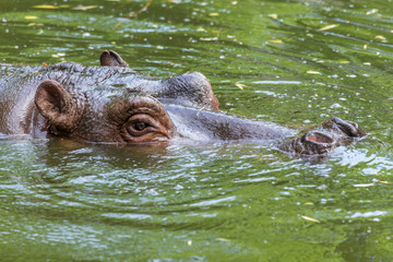 Ordinary hippopotamus in the water of the pool of the zoo aviary. The African herbivore aquatic mammals hippopotamus spends most of its time in the water of the nose and eyes