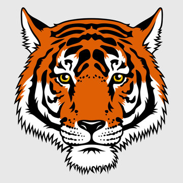 Tiger 016