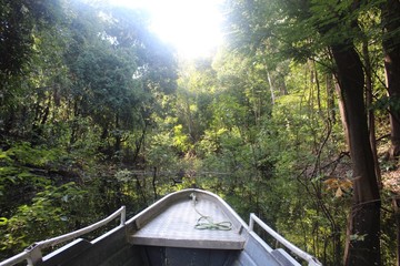 Descobrindo a floresta amazônica