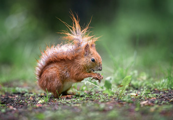 Wet red squirrel in the rain - 270841728