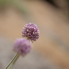 Flora of Gran Canaria - Allium ampeloprasum