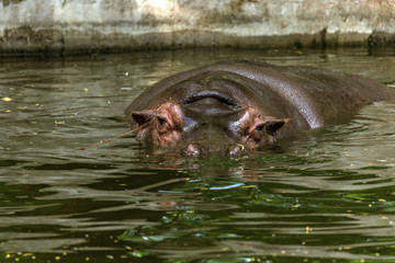 Ordinary hippopotamus in the water of the pool of the zoo aviary. The African herbivore aquatic mammals hippopotamus spends most of its time in the water of the nose and eyes