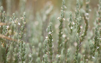 Fototapeta premium flora of Gran Canaria - flowering micromeria