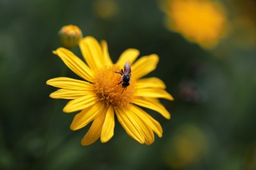 Bee