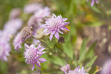 Flora of Gran Canaria - Pterocephalus dumetorum and Artemisia