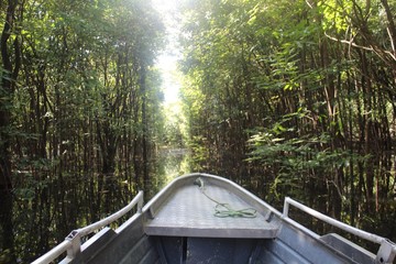 Floresta amazônica