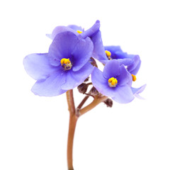 Fototapeta na wymiar blue african violet on white