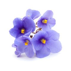 blue african violet on white