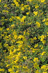 Blühender Fingerstrauch,  Potentilla fruticosa