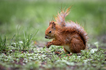 Red Squirrel in the Rain - 270841977