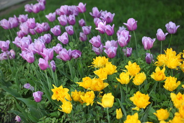 Fototapeta premium yellow lilac flowers