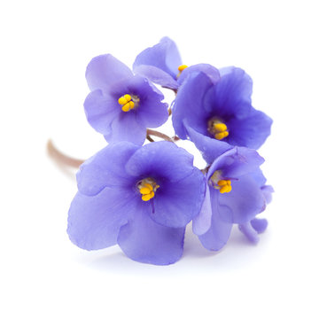 blue african violet on white