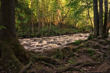 River in forest