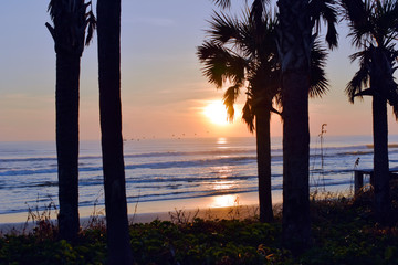 Beach Sunset, Beach, Palm Tree, Moon, Sunrise Along the Coast of Florida.