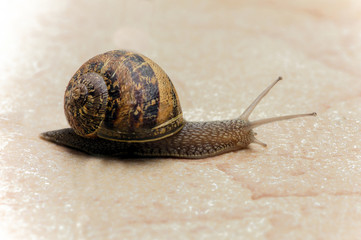the snail with a snail shell