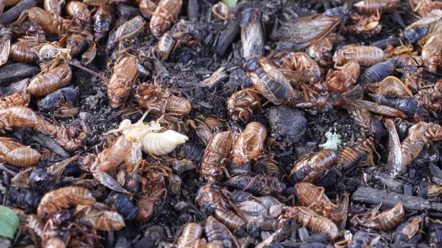 A cicada walks over the shells and bodies of others at the base of a tree. This cicada is part of Brood VIII which only appears in Western Pennsylvania every 17 years.  	