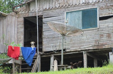 paisagem amazônica - cachorro