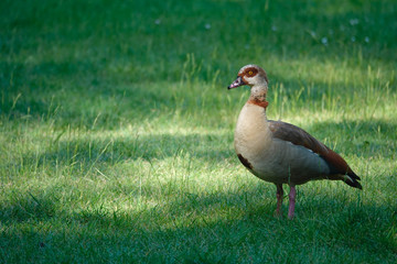 duck on grass