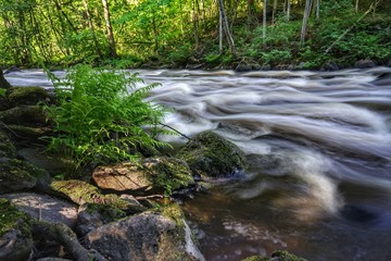 stream in forest