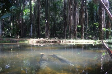 peixe amazônico