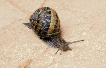 the snail with a snail shell