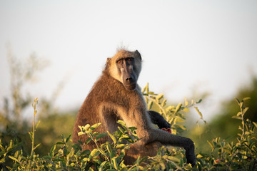 Baboon on a tree