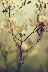 Tiny white flower on grass