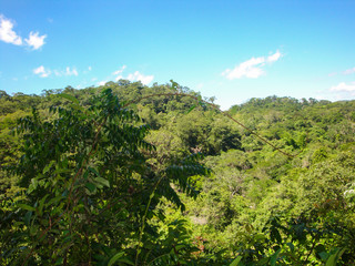 Fototapeta na wymiar Landscape with trees and blue sky 