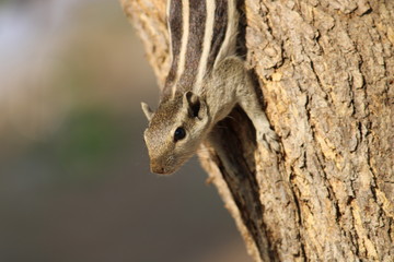 squirrel on a tree