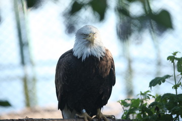 eagle