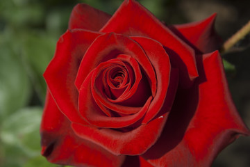 red rose on black background
