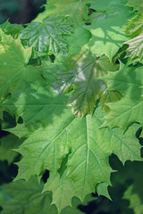 .Maple leaves on the background of nature. Background from green leaves of a tree