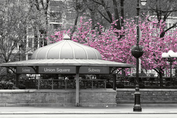 New York City subway station entrance in Union Square Park in black and white with pink blossoms in the background