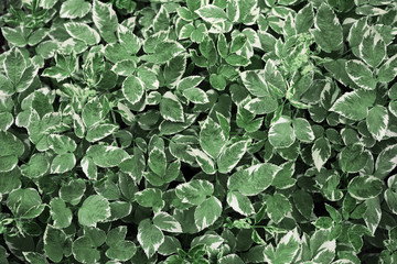 Fototapeta premium Close-up of leaves, top view. Abstract green background with picturesque two-color leaves