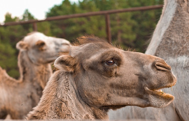  camels on the ranch. closeup camel head