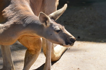Canguro color canela