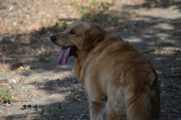Obraz premium Perro doméstico