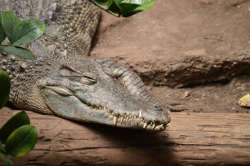 Cocodrilo