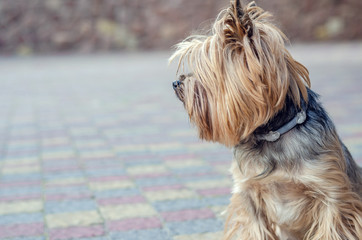 Small dog Yorkshire Terrier on the site near the house
