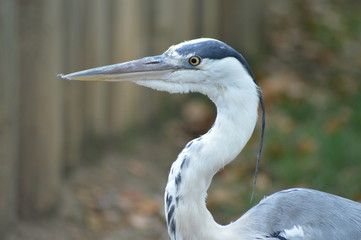 Garza cabeza