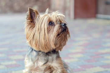 Small dog Yorkshire Terrier on the site near the house