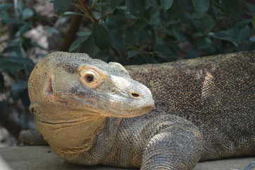 Dragón de komodo