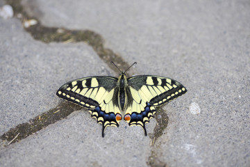 Naklejka na ściany i meble Close-up of a scarce swallowtail butterfly (Iphiclides podalirius) sitting on the pavement