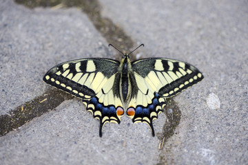 Fototapeta na wymiar Close-up of a scarce swallowtail butterfly (Iphiclides podalirius) sitting on the pavement