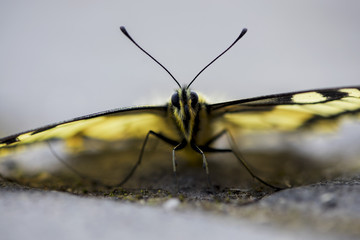 Close-up of a scarce swallowtail butterfly (Iphiclides podalirius) sitting on the pavement