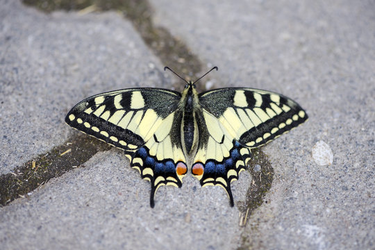 Close-up of a scarce swallowtail butterfly (Iphiclides podalirius) sitting on the pavement